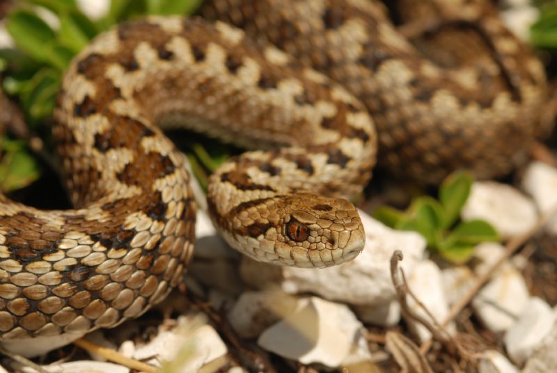 Vipera ursini e Podarcis muralis